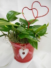 My Green Valentine