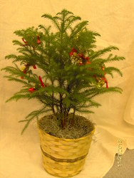 Norfolk Pine with Christmas accents from Designs by Dennis, florist in Kingfisher, OK