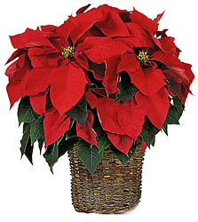 6" Red Poinsettia from Designs by Dennis, florist in Kingfisher, OK