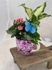  Butterfly Mug Planter from Designs by Dennis, florist in Kingfisher, OK