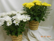 Chrysanthemum Plant from Designs by Dennis, florist in Kingfisher, OK