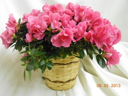 Blooming Azalea from Designs by Dennis, florist in Kingfisher, OK