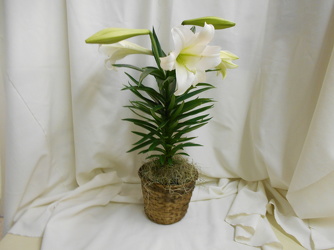 Fragrant Easter Lily Plant from Designs by Dennis, florist in Kingfisher, OK