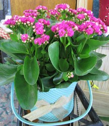 Pretty Kalanchoe Planter from Designs by Dennis, florist in Kingfisher, OK