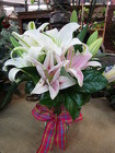 Vase of Fragrant Lilies from Designs by Dennis, florist in Kingfisher, OK
