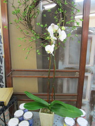 Double Spike Phalaenopsis Orchid from Designs by Dennis, florist in Kingfisher, OK
