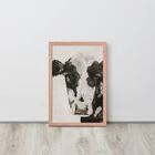 Speckled Dairy Cow  from Designs by Dennis, florist in Kingfisher, OK