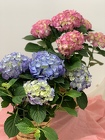 The Beautiful Hydrangea Plant from Designs by Dennis, florist in Kingfisher, OK