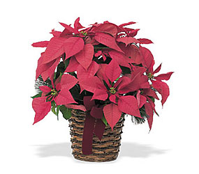6" Red Poinsettia from Designs by Dennis, florist in Kingfisher, OK