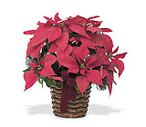 6" Red Poinsettia from Designs by Dennis, florist in Kingfisher, OK